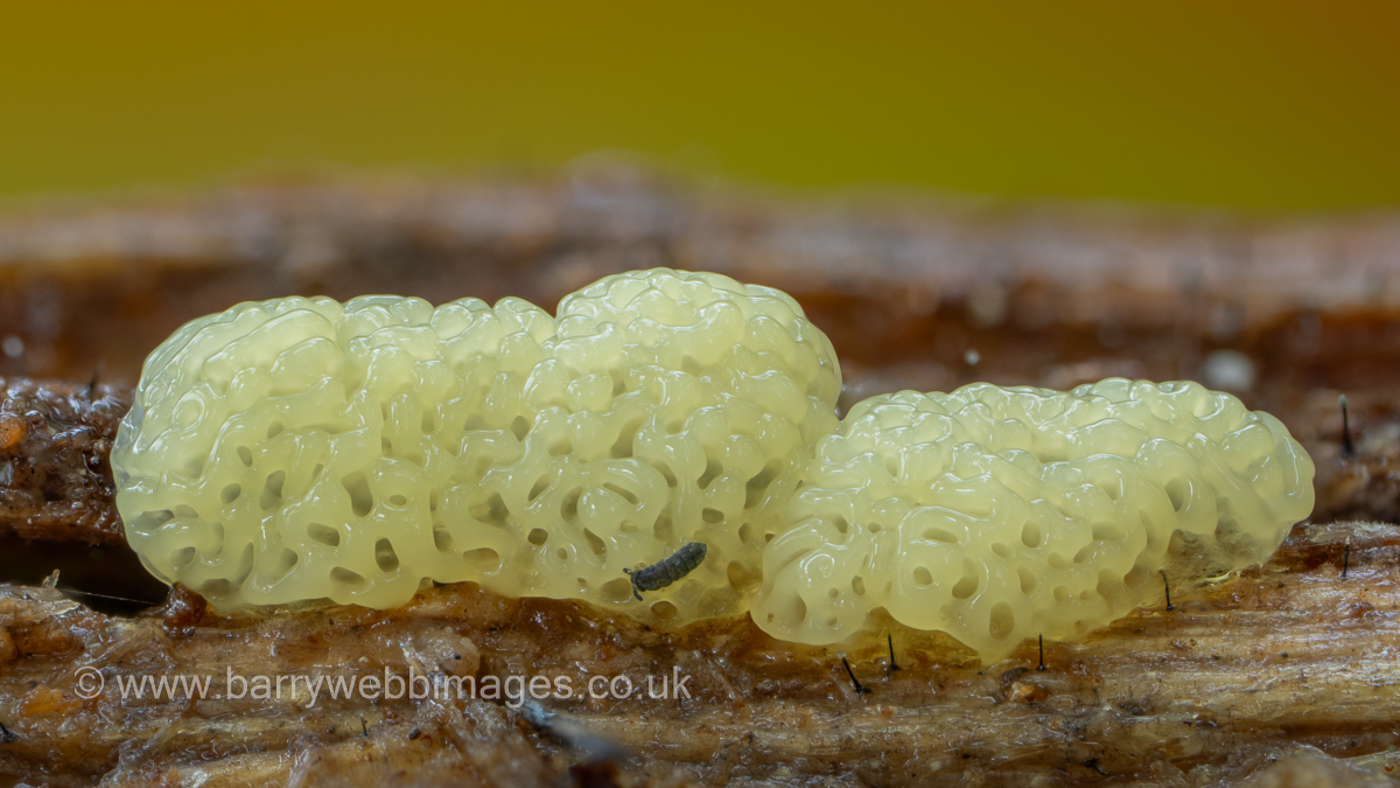 Photo © Barry Webb Ceratiomyxa porioides by Barry Webb